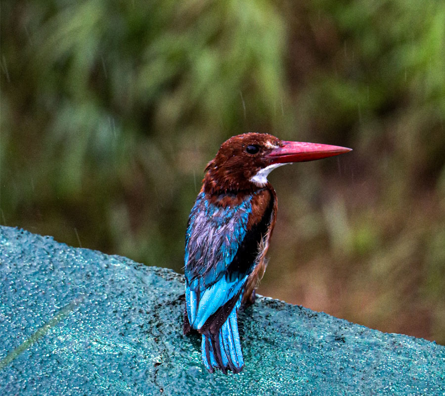 Blog Detail Images