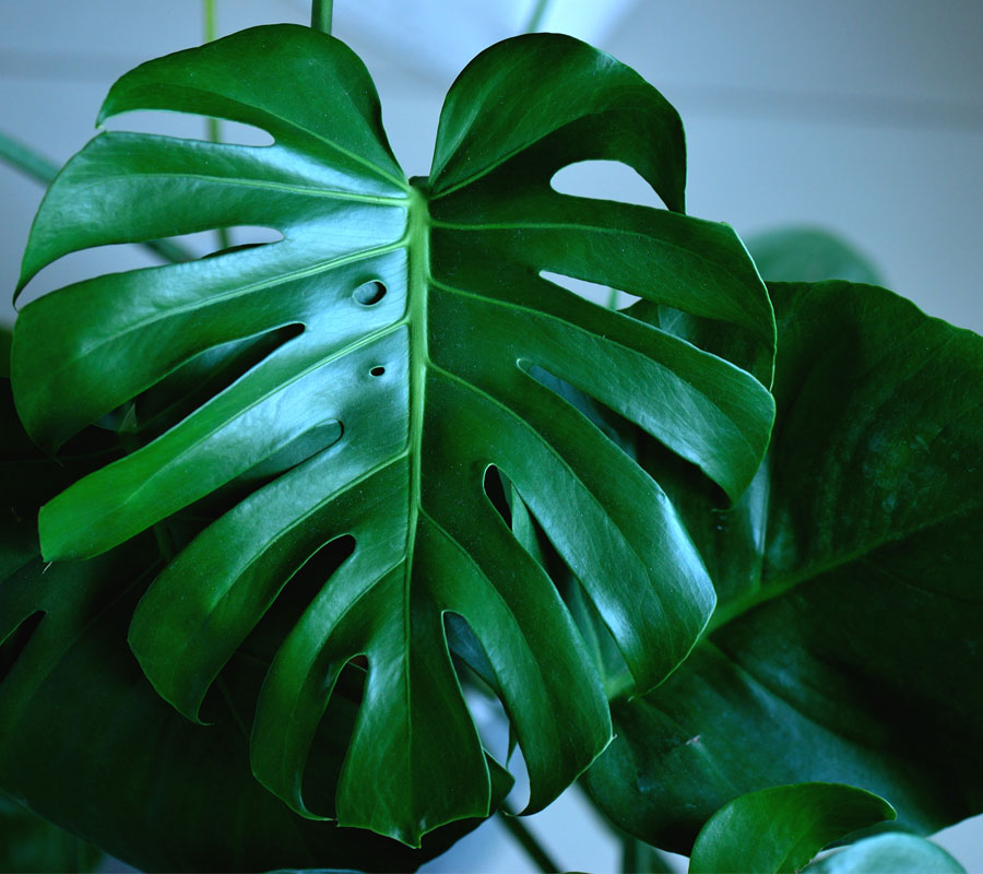 Blog Detail Images