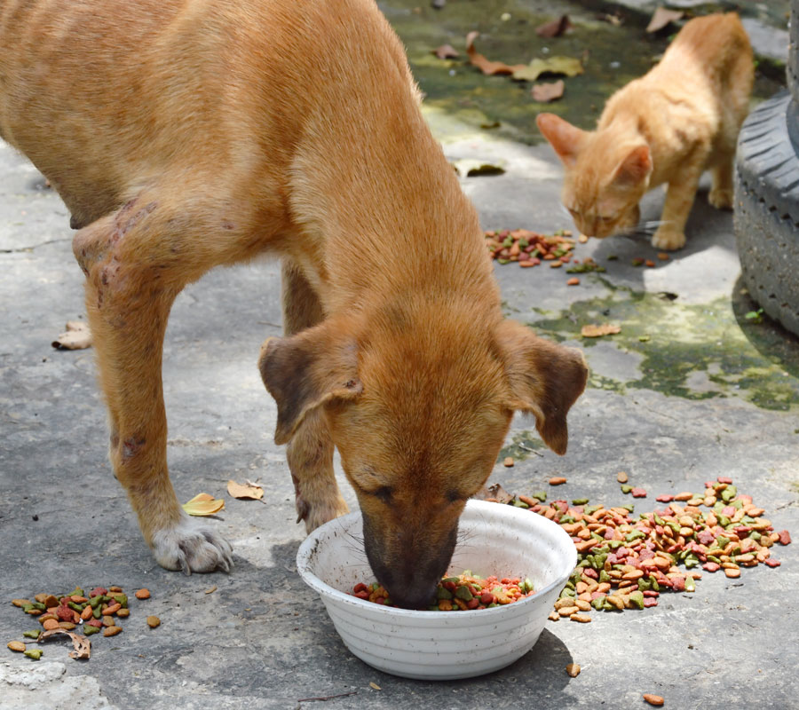 Guide To Feeding Stray Animals How To Be A Responsible Stray