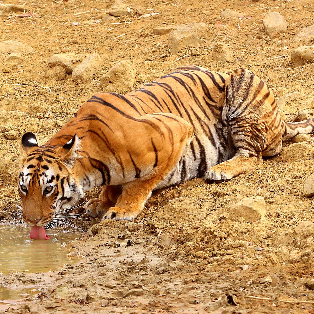 Tiger, Maya, Tadoba Andhari Tiger Reserve, Wildlife in Maharashtra