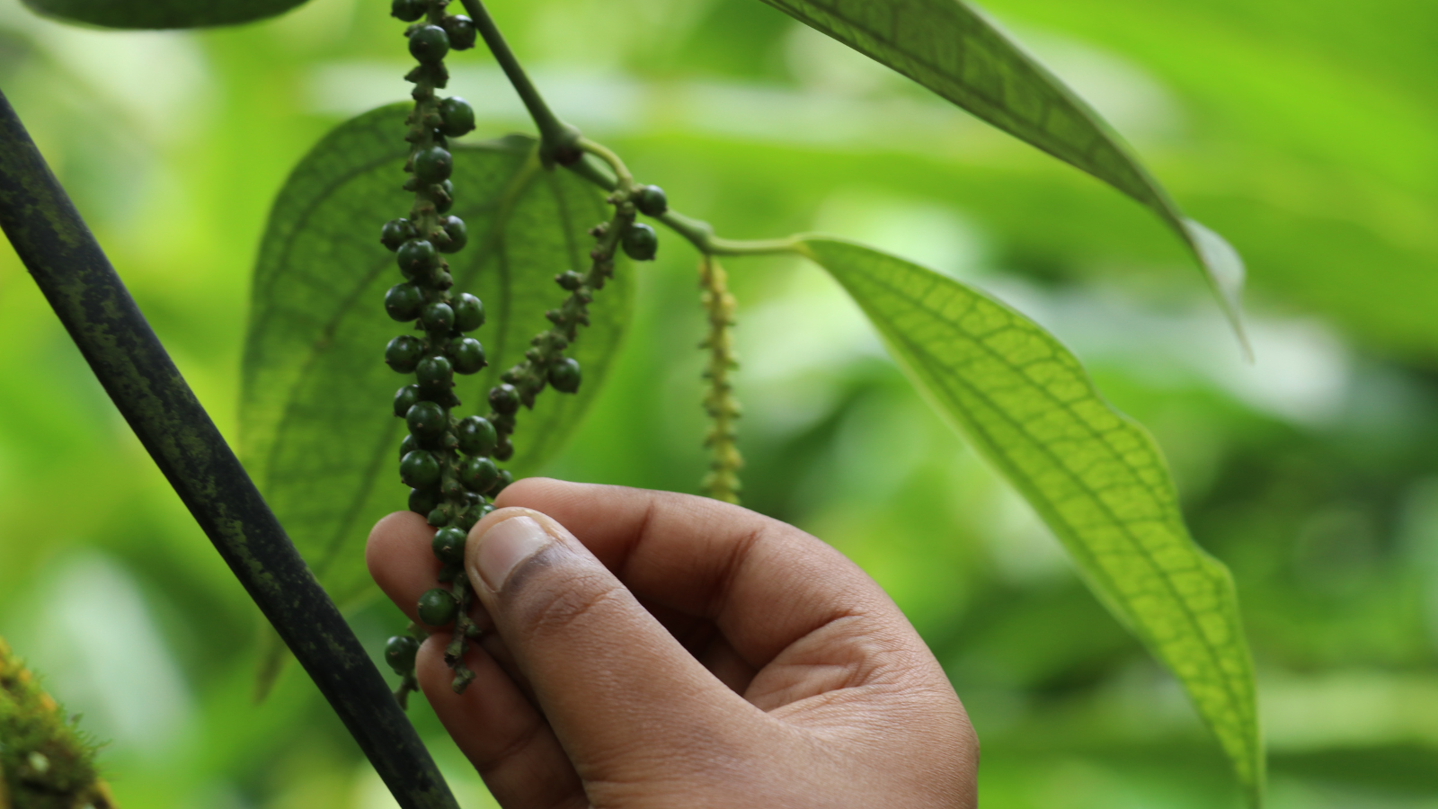 things to do in Kerala