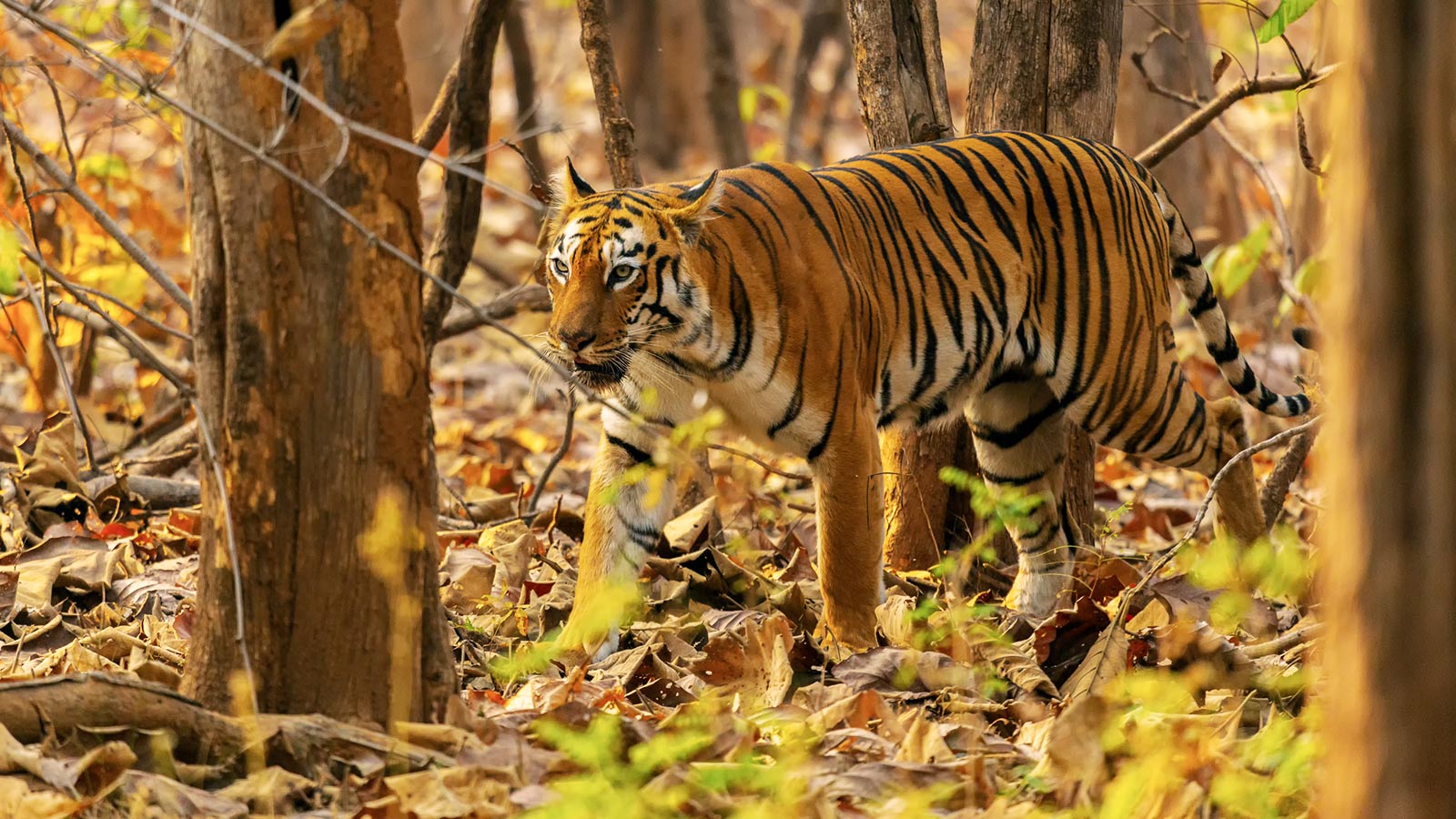 Top Wildlife Hotspots In Maharashtra | Zee Zest