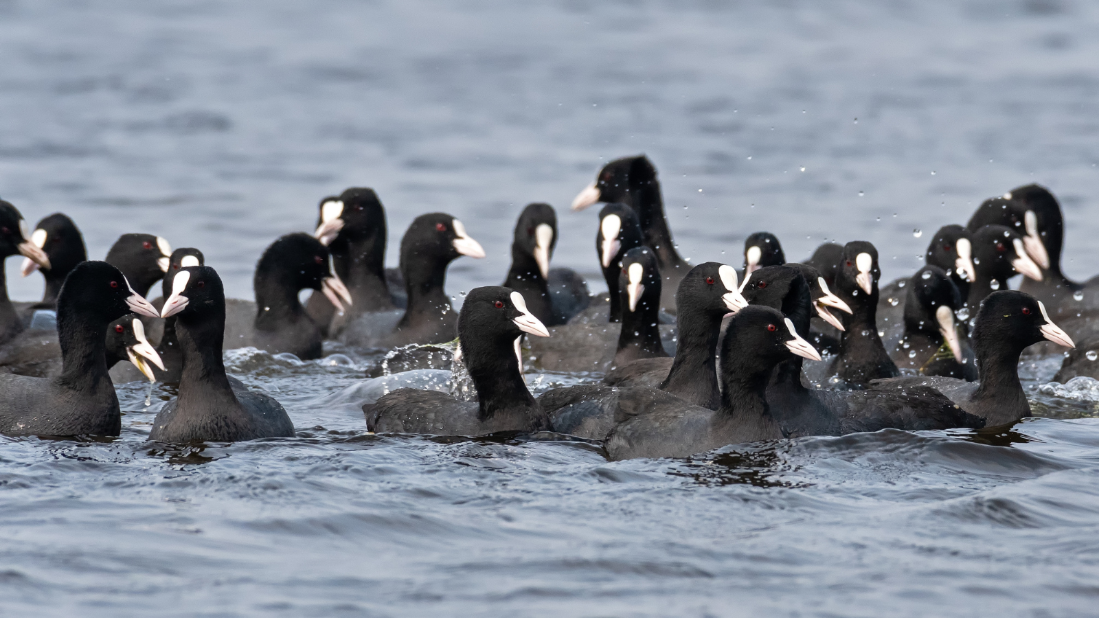 Birds at Keoladeo National Park