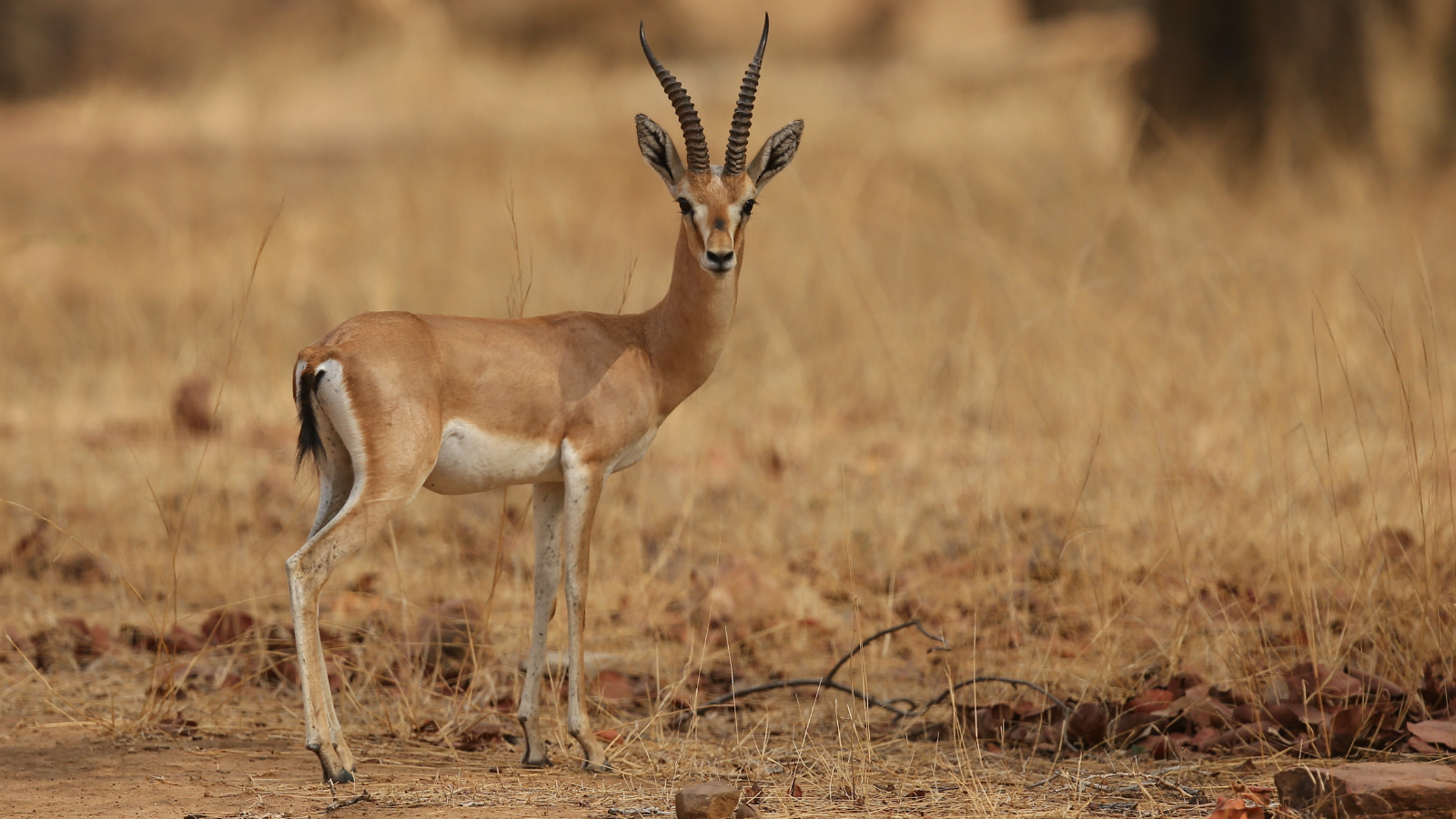 Gazelle at Desert National Park