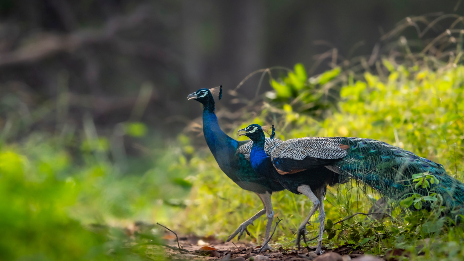 Peacocks at Sitamata Sanctuary