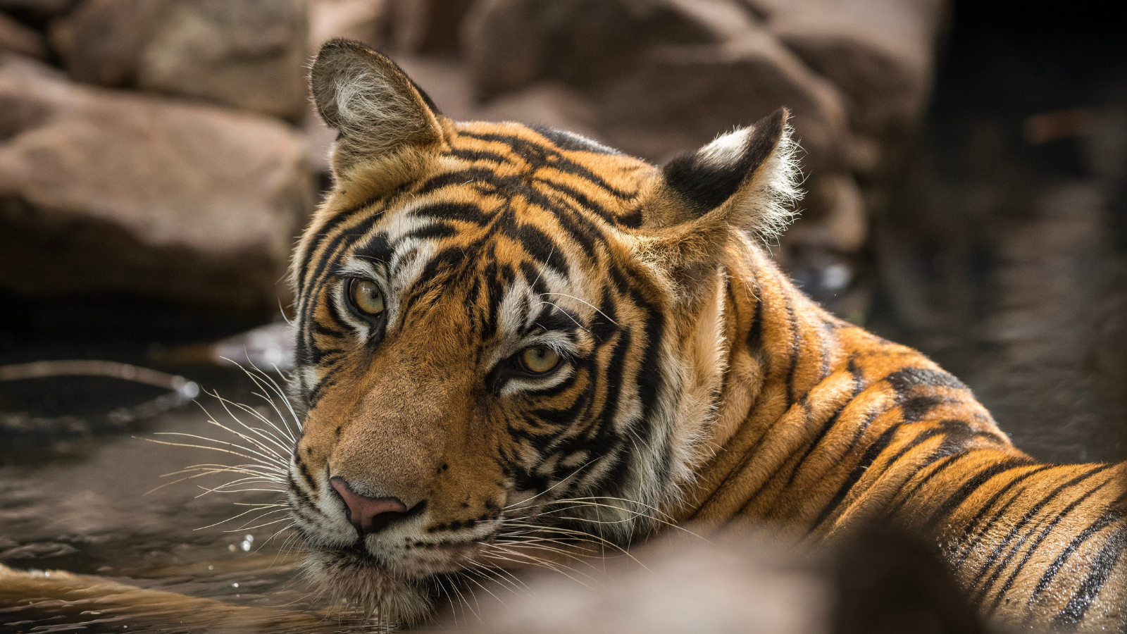 Tiger at Mukundra Hills