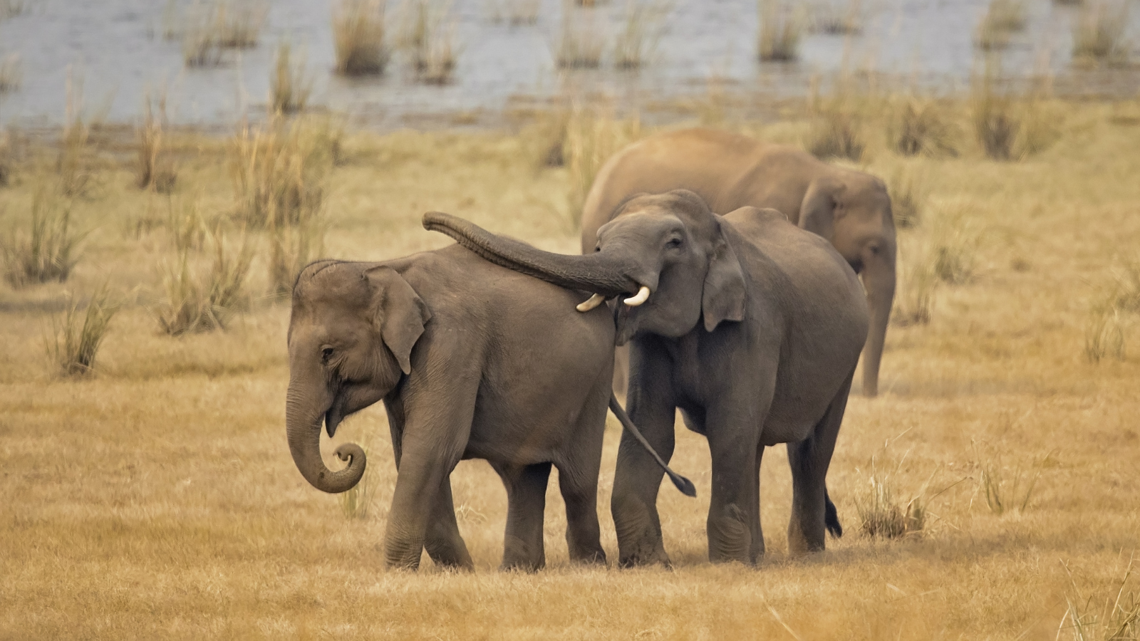 Indian Elephants