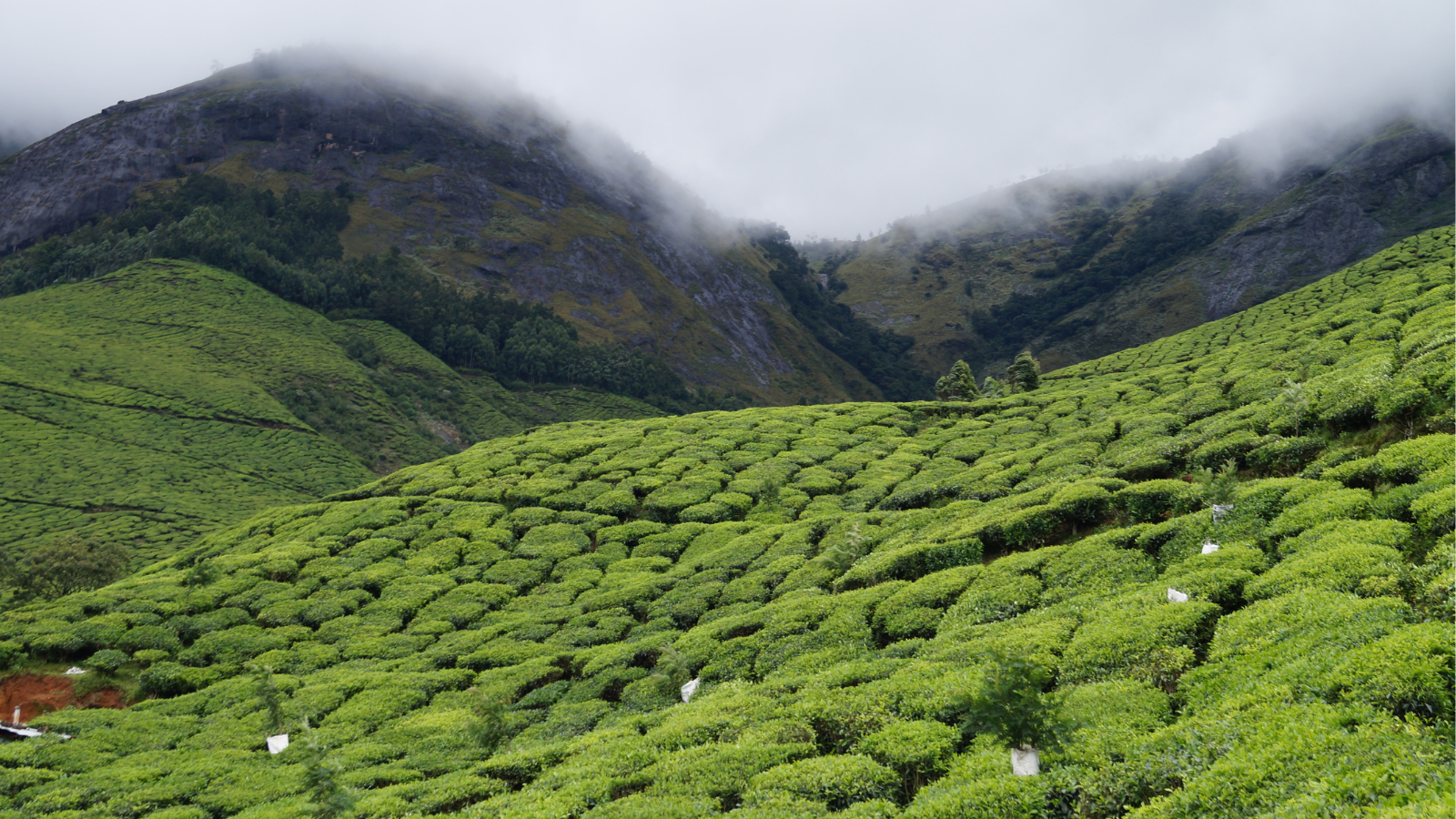 Top 3 Places To Celebrate Rongali Bihu In Assam I Zee Zest