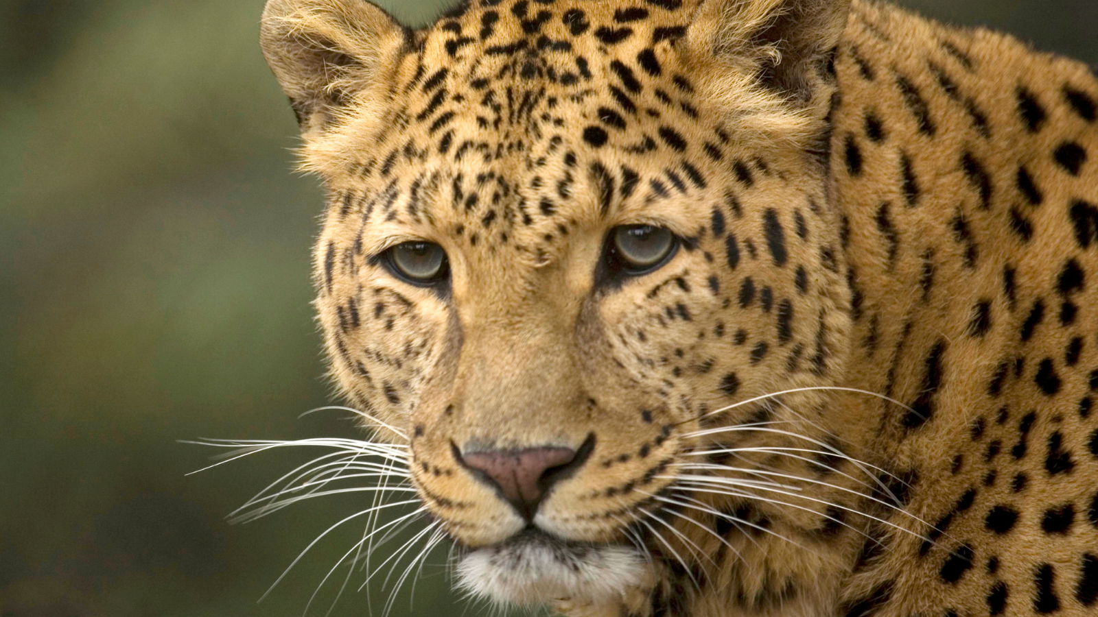 Himalayan Zoological Park
