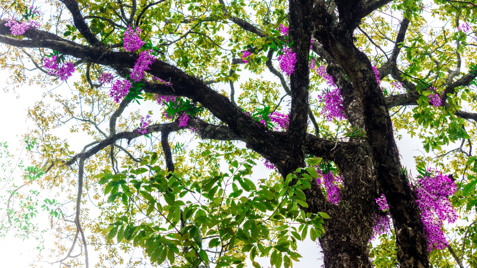 Orchidarium, Imphal