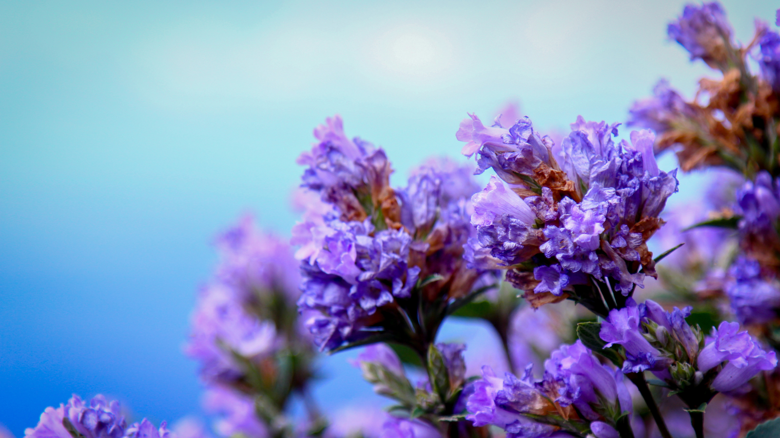 2,051 Munnar Flower Images, Stock Photos, 3D objects, & Vectors |  Shutterstock