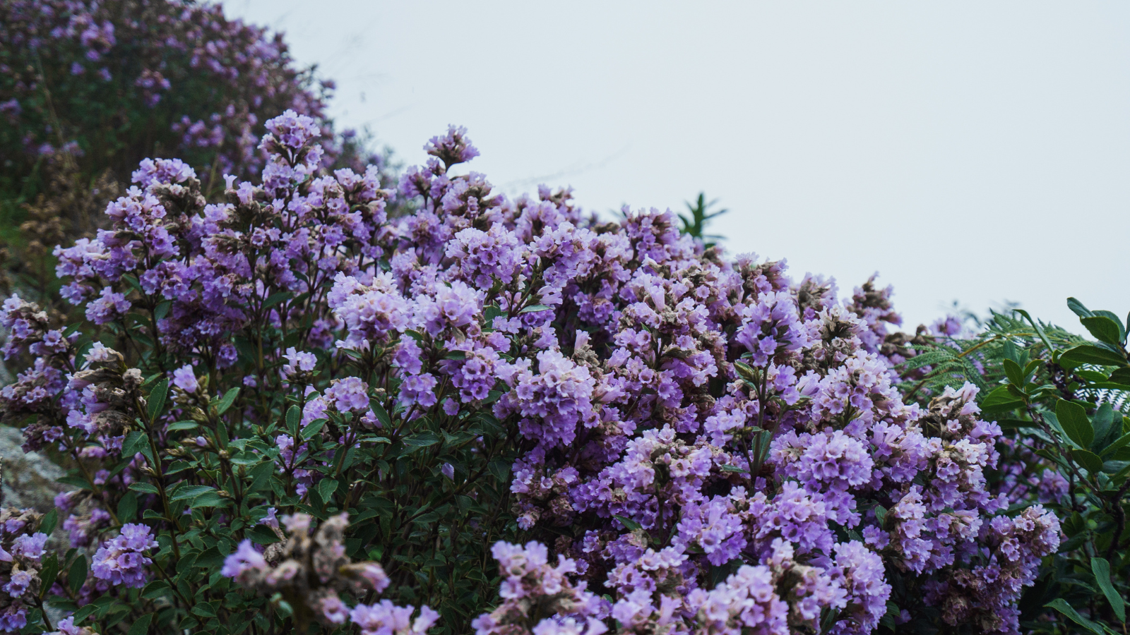 2+ Free Neelakurinji & Flower Images - Pixabay