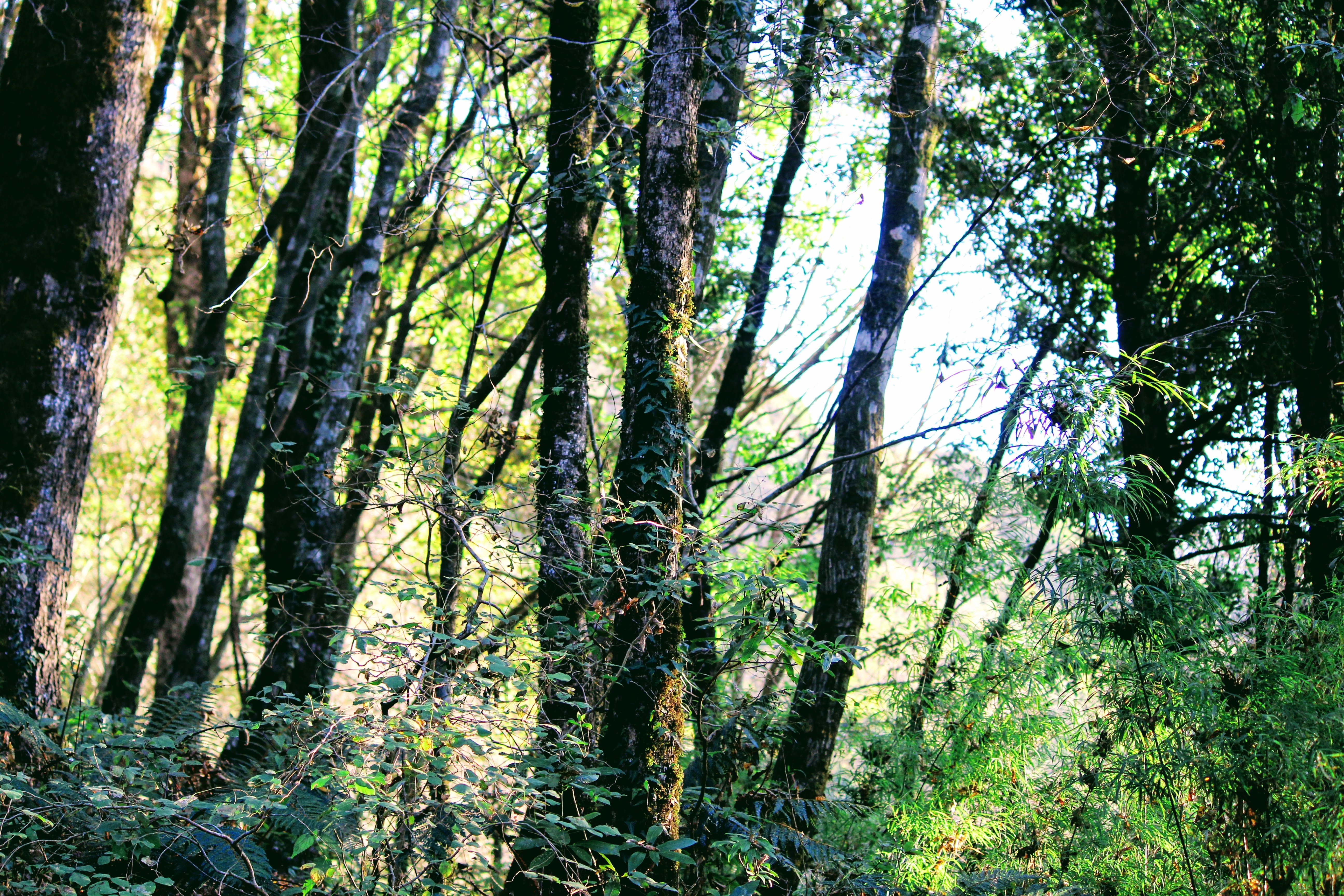 places to visit in Nainital
