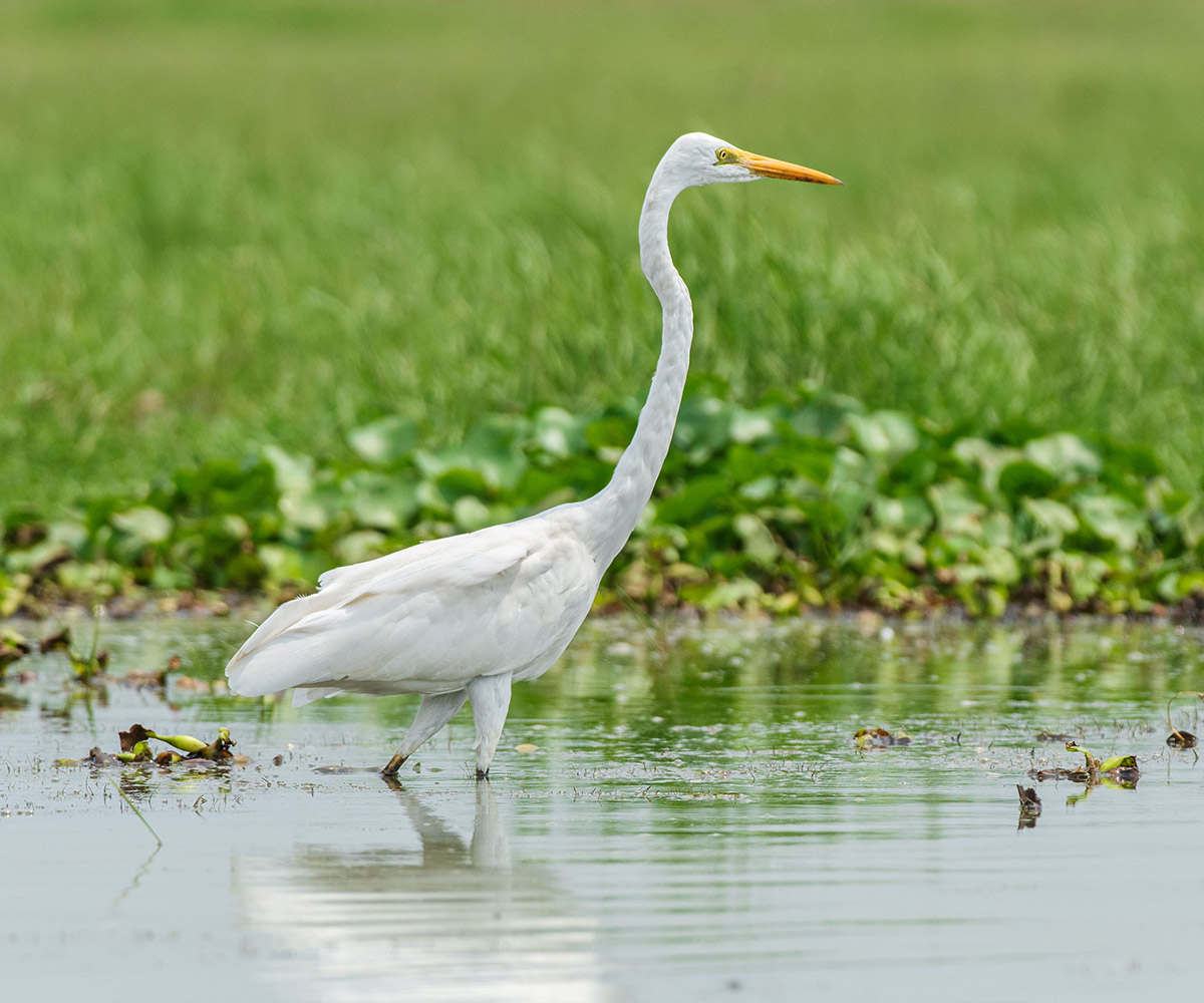 14 Wildlife Sanctuaries In India For A Thrilling Safari | Zee Zest