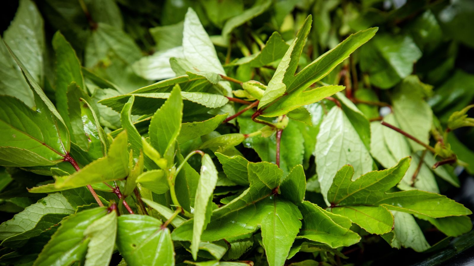 Blog Detail Images