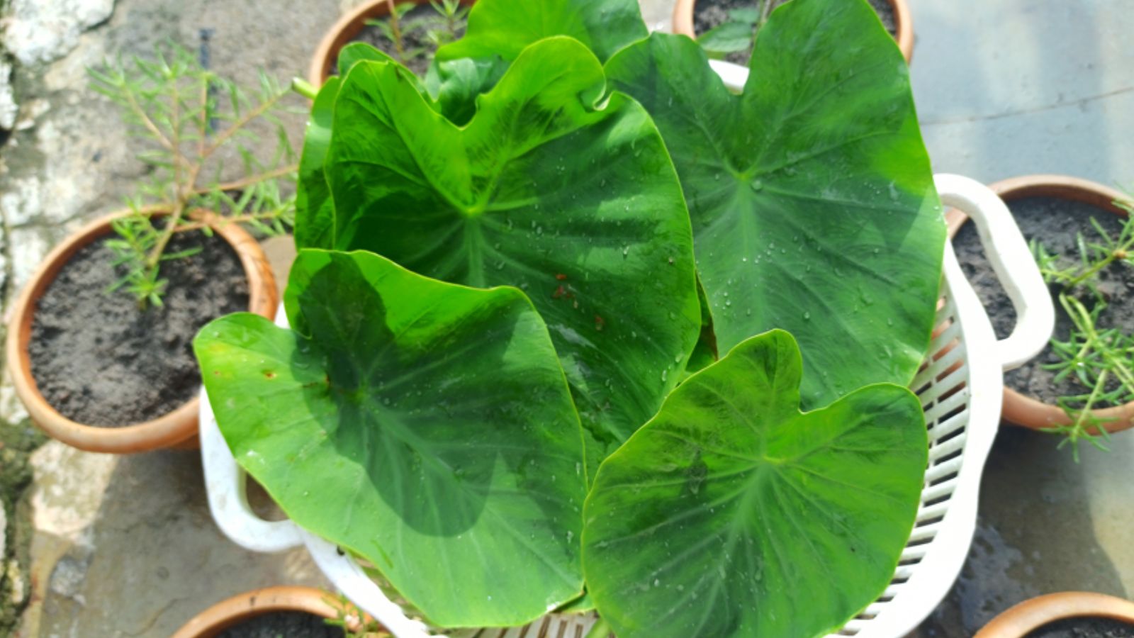 Blog Detail Images