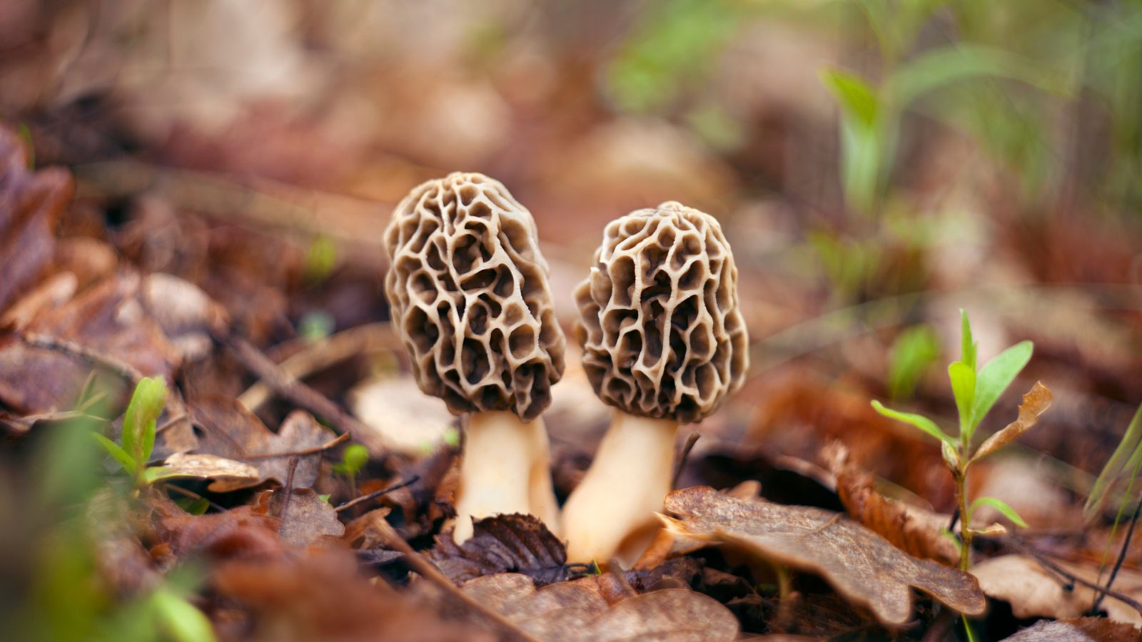 7 Expensive Types Of Mushrooms To Know About (2024)