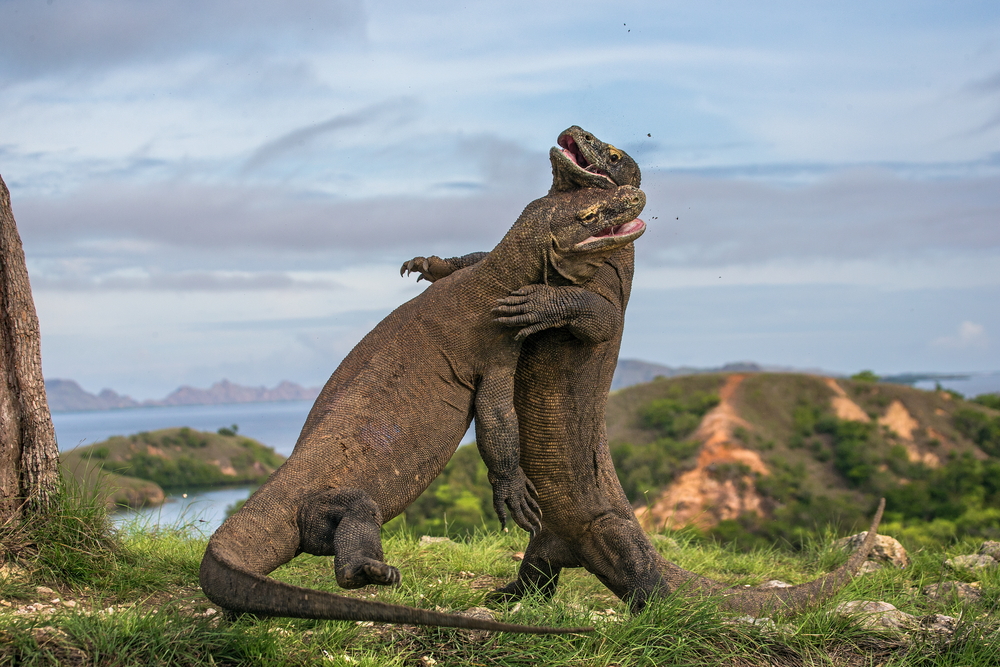 Komodo island 