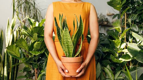 5 Indoor Plants That Add Life To Winters In India