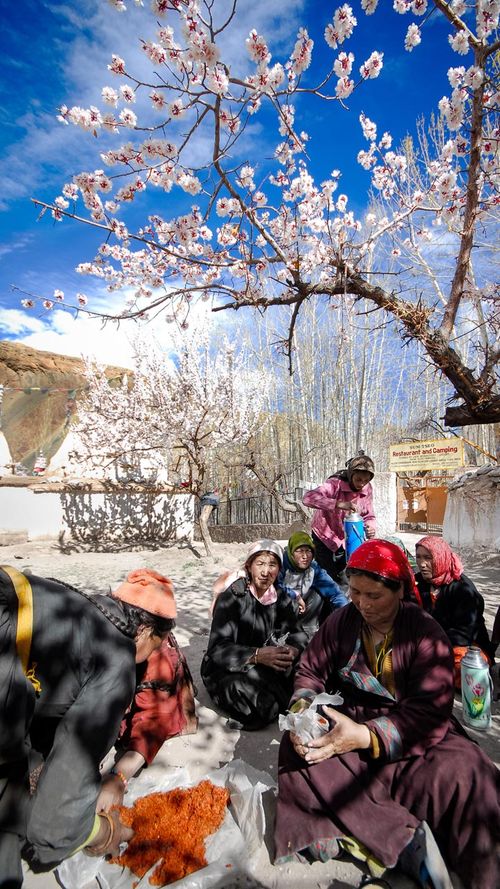 Here's All About Ladakh's Apricot Blossom Festival - When & Where