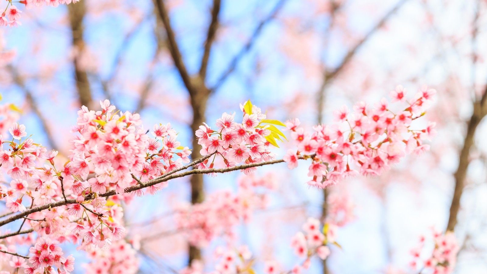 Best Places To See Cherry Blossoms In India