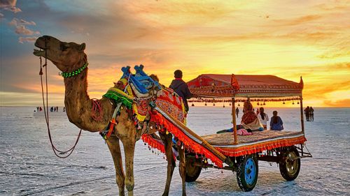 Why You Must Visit The Rann Of Kutch This Winter